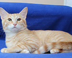 Кошки в Москве: 6 мес кот Алекс-рыжий гедонист в добрые руки Мальчик, 1 руб. - фото 1