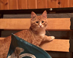 Кошки в Москве: Котенок Рыжик Мальчик, Бесплатно - фото 1