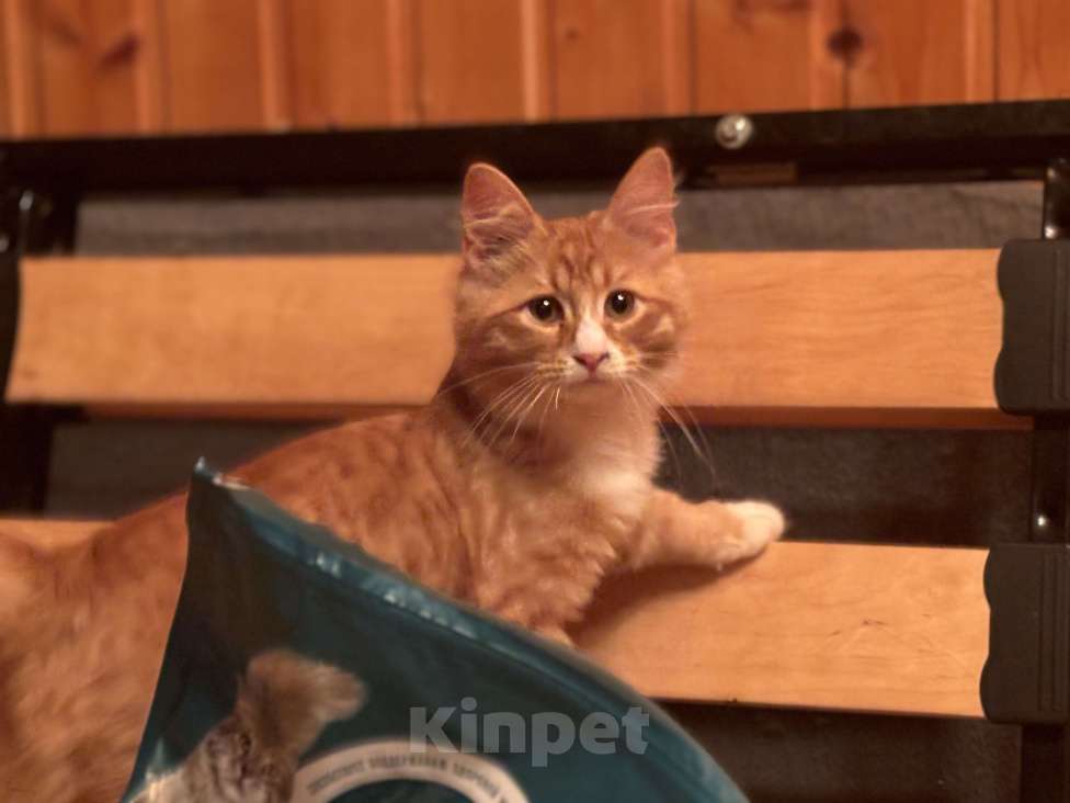 Кошки в Москве: Котенок Рыжик Мальчик, Бесплатно - фото 1