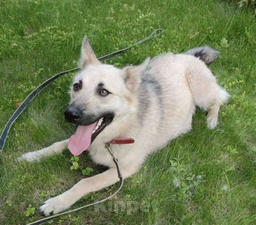 Собаки в Москве: Люсик Мальчик, Бесплатно - фото 2