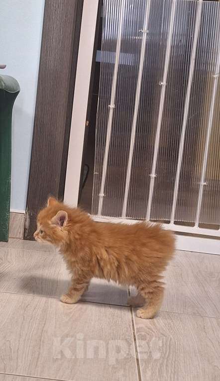 Кошки в Ростове-на-Дону: Малыши курилы Разнополые, Бесплатно - фото 1