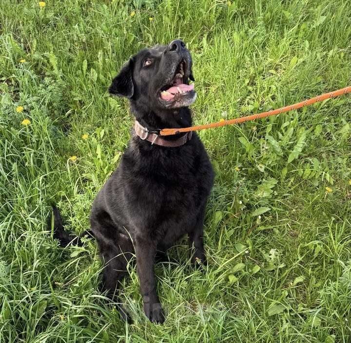Собаки в Лобне: Лабрадор Рей ищет дом Мальчик, Бесплатно - фото 7