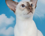 Кошки в Апрелевке: Ориентальная красотка Девочка, 50 000 руб. - фото 1