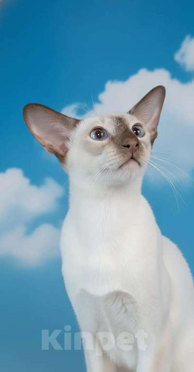 Кошки в Апрелевке: Ориентальная красотка Девочка, 50 000 руб. - фото 1