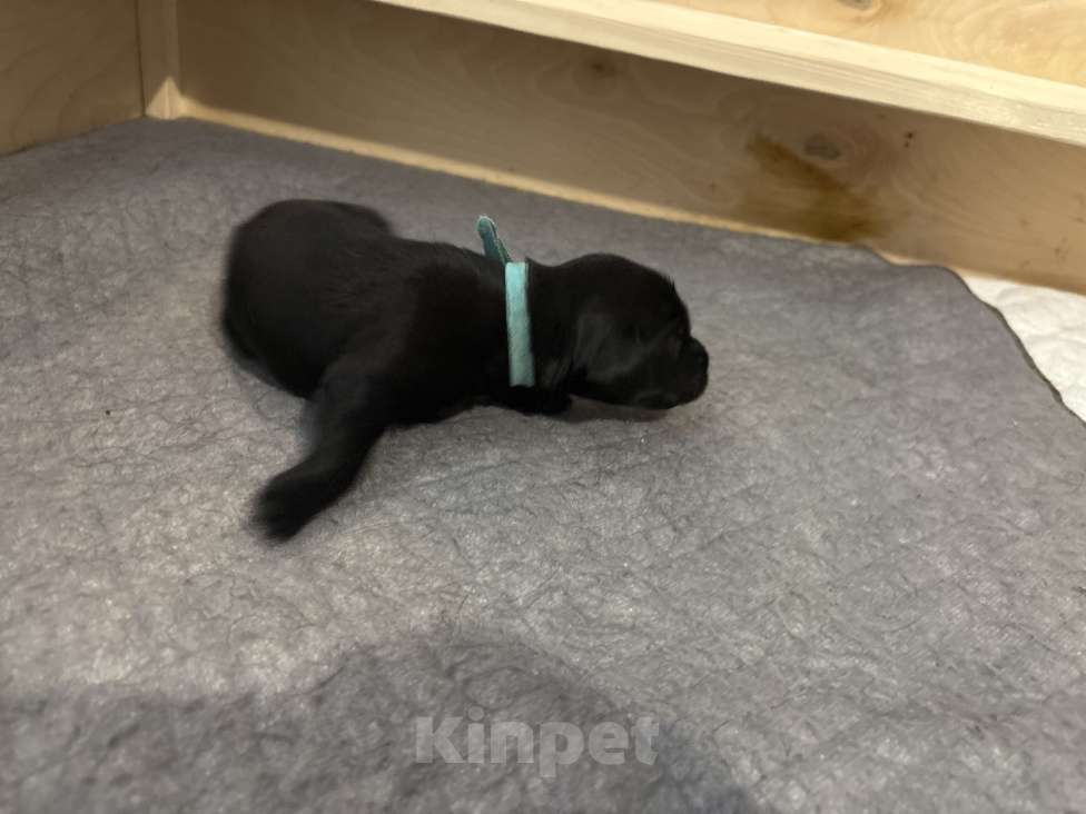 Собаки в Москве: Бронируем щенков прямошерстного ретривера флэт Мальчик, 75 000 руб. - фото 2