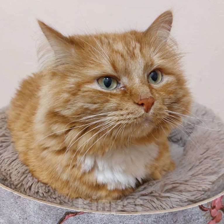 Кошки в Москве: Котик Бублик в добрые руки Девочка, Бесплатно - фото 4