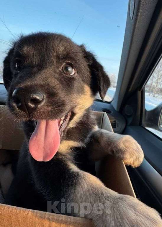 Собаки в Москве: Щенок Гек ищет дом  Мальчик, Бесплатно - фото 3