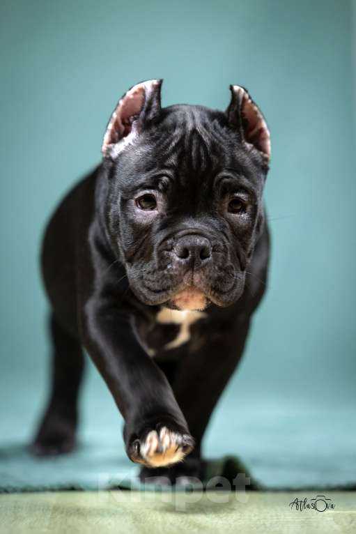 Собаки в Видном: Американский булли, мальчик Тео Мальчик, Бесплатно - фото 4