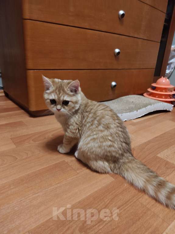 Кошки в Москве: Шотландские золотые котята Девочка, 28 000 руб. - фото 2