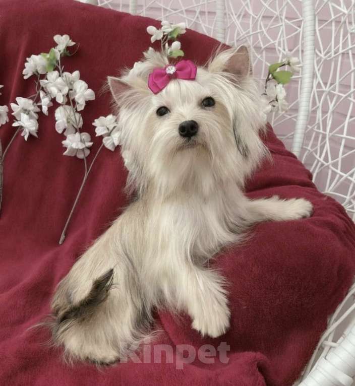 Собаки в Москве: Мини йорк девочка подрощенная золотая Девочка, 80 000 руб. - фото 5