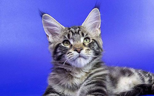 Котенок Мейн кун.
