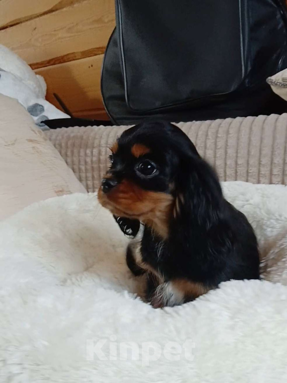 Собаки в Москве: Девочка Кавалер Кинг Чарльз спаниель  Девочка, Бесплатно - фото 1