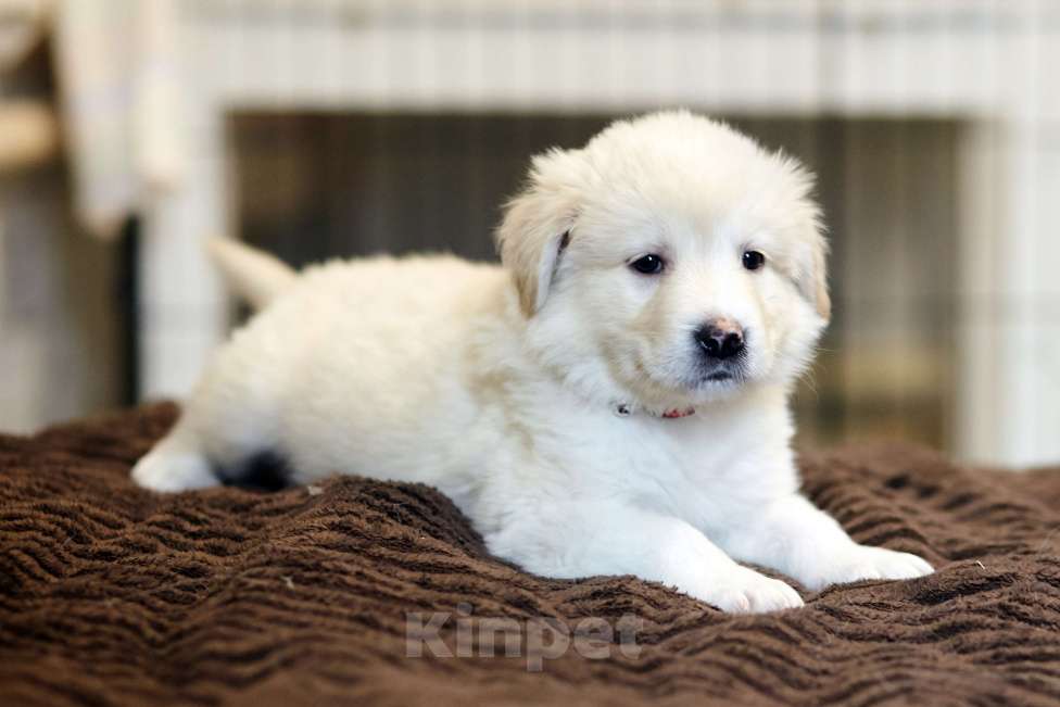 Собаки в Красногорске: Щенок Шон 1,5 месяца ищет дом  Мальчик, Бесплатно - фото 1