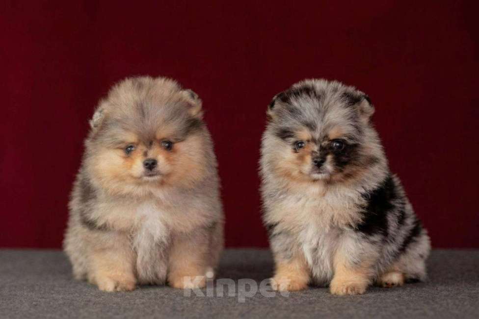 Собаки в Москве: Померанский шпиц , мрамор Девочка, 60 000 руб. - фото 1