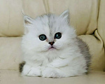 Кошки в Нижнем Новгороде: Шотландская серебристая трехцветная Девочка, 25 000 руб. - фото 2