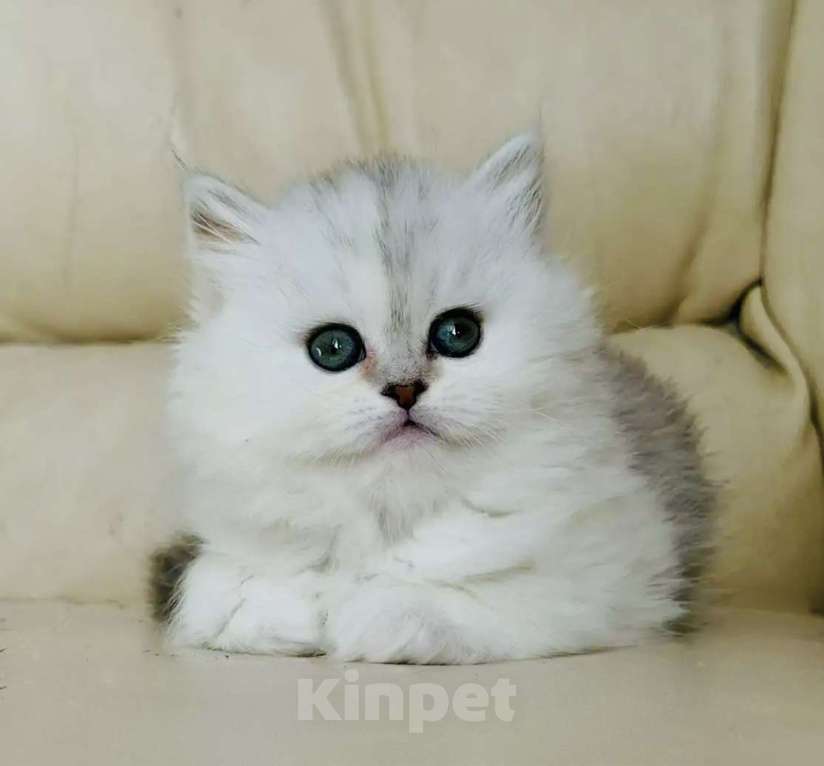 Кошки в Нижнем Новгороде: Шотландская серебристая трехцветная Девочка, 25 000 руб. - фото 2