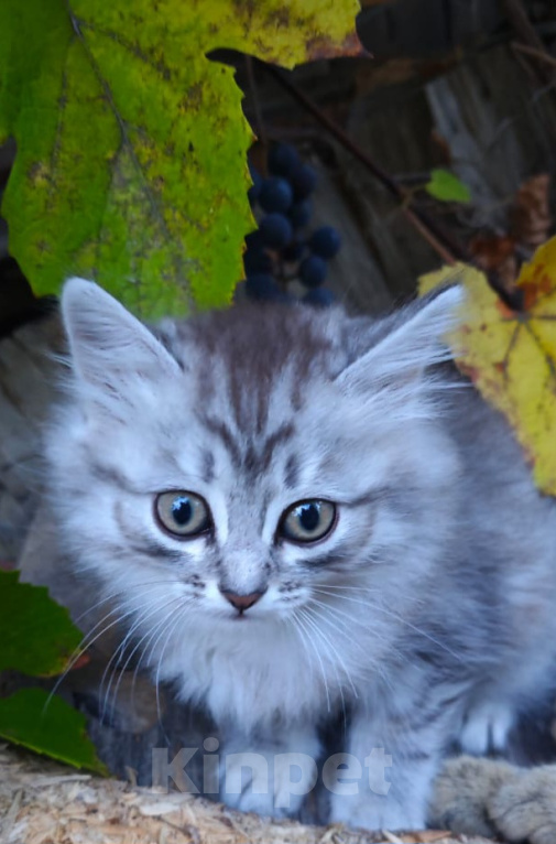 Кошки в Москве: Котёнок в добрые руки Девочка, Бесплатно - фото 4