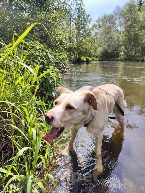 Собаки в Москве: Трепетная Латика ищет дом Девочка, Бесплатно - фото 2