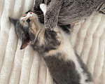 Кошки в Котельнике: Котик в добрые руки Девочка, Бесплатно - фото 1