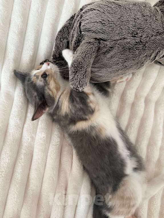 Кошки в Котельнике: Котик в добрые руки Девочка, Бесплатно - фото 1