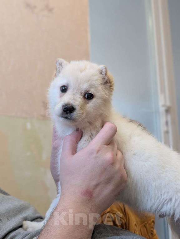 Собаки в Москве: Тофу ,щенок из Якутска Мальчик, Бесплатно - фото 2