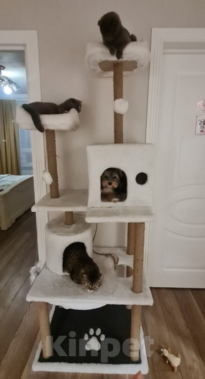 Кошки в Москве: В добрые руки Девочка, Бесплатно - фото 4