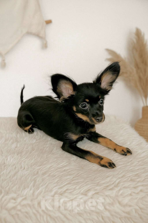 Собаки в Новосибирске: Девочка Умуриза Девочка, 55 000 руб. - фото 1