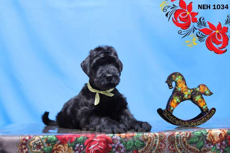 Собаки в Москве: Щенки Русского Чёрного Терьера Мальчик, 50 000 руб. - фото 9