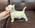 Собаки в Санкт-Петербурге: Щенки Вест-Хайлен-Вайт-Терьеров Разнополые, 65 000 руб. - фото 4