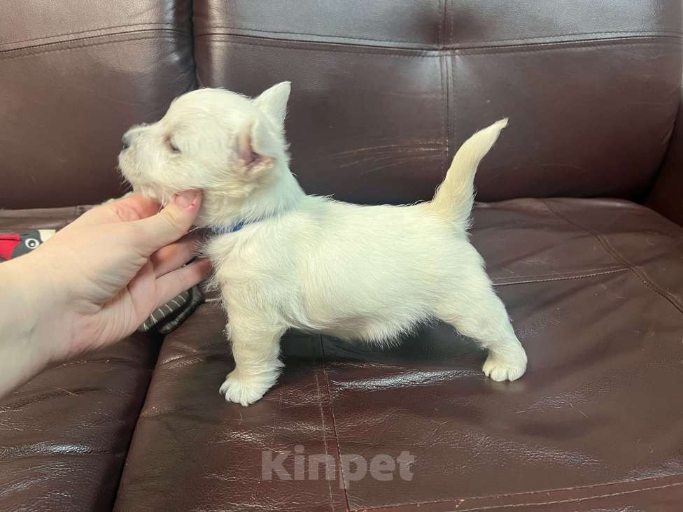 Собаки в Санкт-Петербурге: Щенки Вест-Хайлен-Вайт-Терьеров Разнополые, 65 000 руб. - фото 4