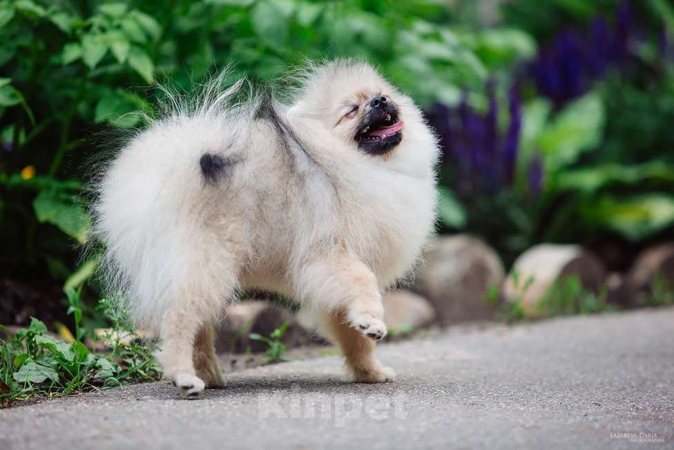 Собаки в Москве: Щенки  шпица (малого) Мальчик, 70 000 руб. - фото 6