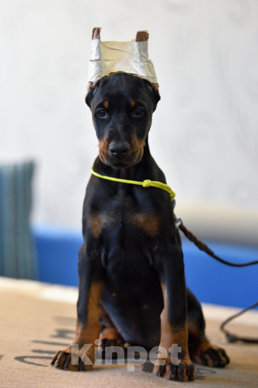 Собаки в Москве: Добердетка готова к переезду Девочка, 100 000 руб. - фото 2