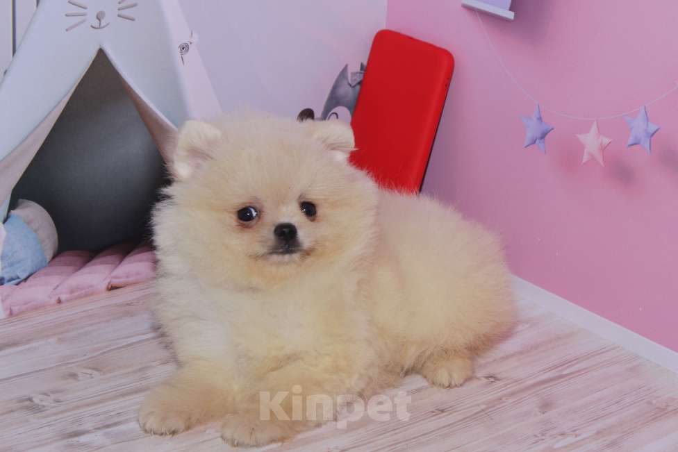 Собаки в Москве: Вязка кремовый померанский шпиц Мальчик, 2 500 руб. - фото 4