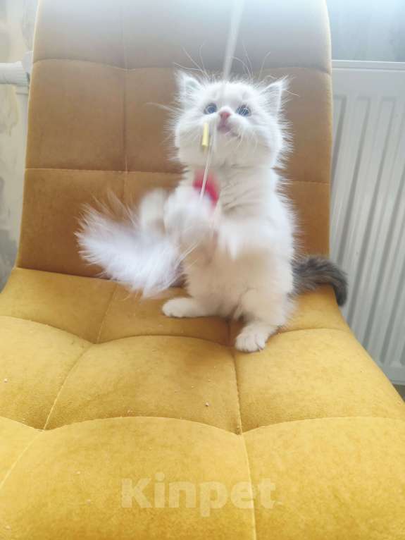 Кошки в Москве: Чуденейший котёнок Рэгдолл Мальчик, 98 000 руб. - фото 2