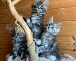 Кошки в Санкт-Петербурге: Котята мейн кун из питомника Девочка, 20 000 руб. - фото 4