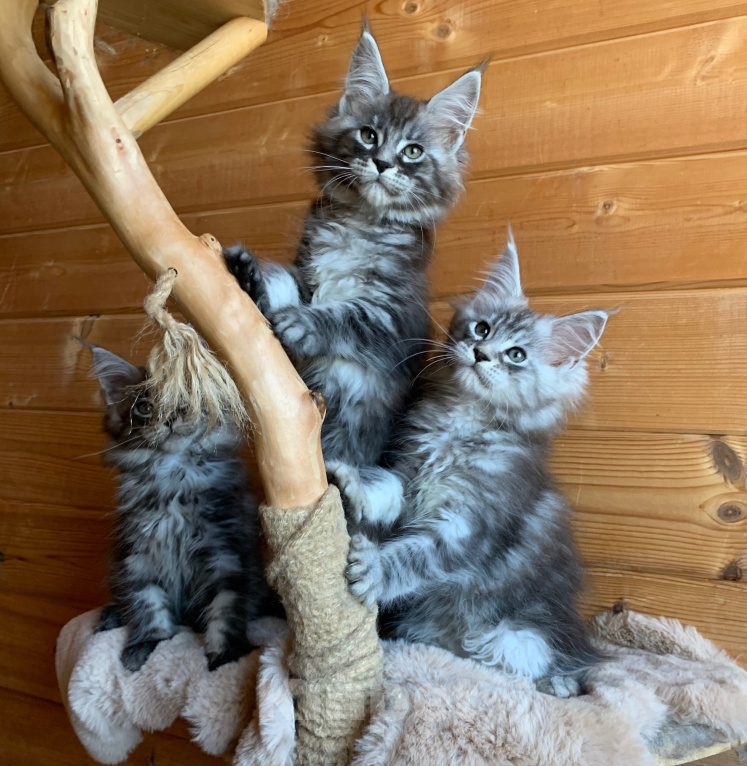 Кошки в Санкт-Петербурге: Котята мейн кун из питомника Девочка, 20 000 руб. - фото 4