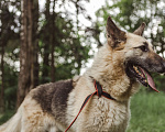 Собаки в Клине: Овчарка Макс в добрые руки Мальчик, Бесплатно - фото 3