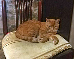 Кошки в Москве: Добрейший солнечный котик Рыжик ищет дом и доброе сердце Мальчик, Бесплатно - фото 6