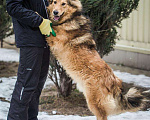 Собаки в Москве: Шикарный пёс Леонель ищёт свою семью Мальчик, 10 руб. - фото 3