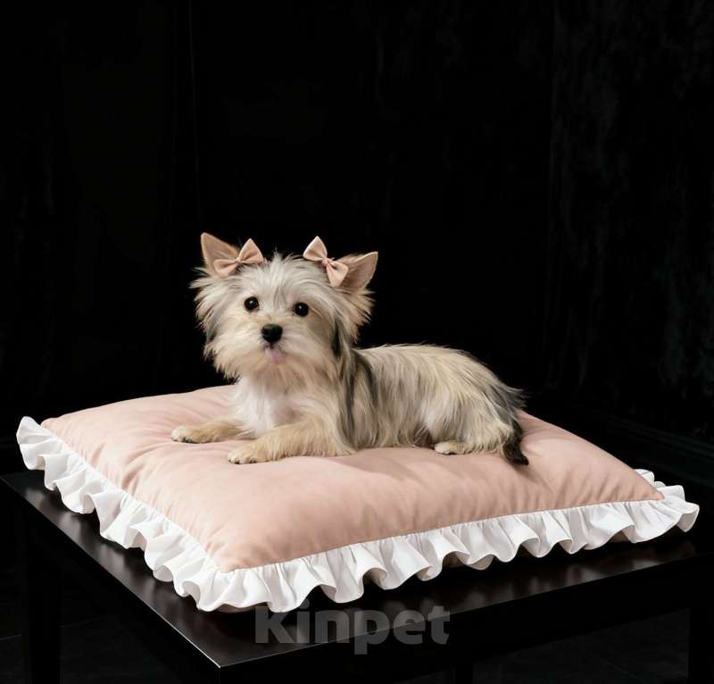 Собаки в Москве: Подрощенный йорк мини девочка золотая Девочка, 70 000 руб. - фото 3