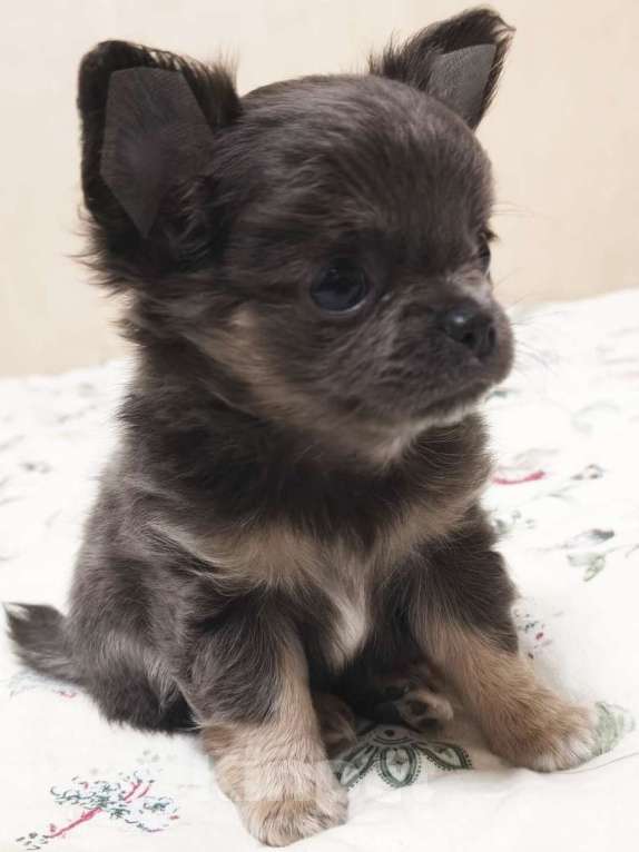 Собаки в Москве: Чихуахуа девочка Девочка, 83 000 руб. - фото 2