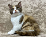 Кошки в Люберцах: Британский котенок Девочка, 70 000 руб. - фото 4