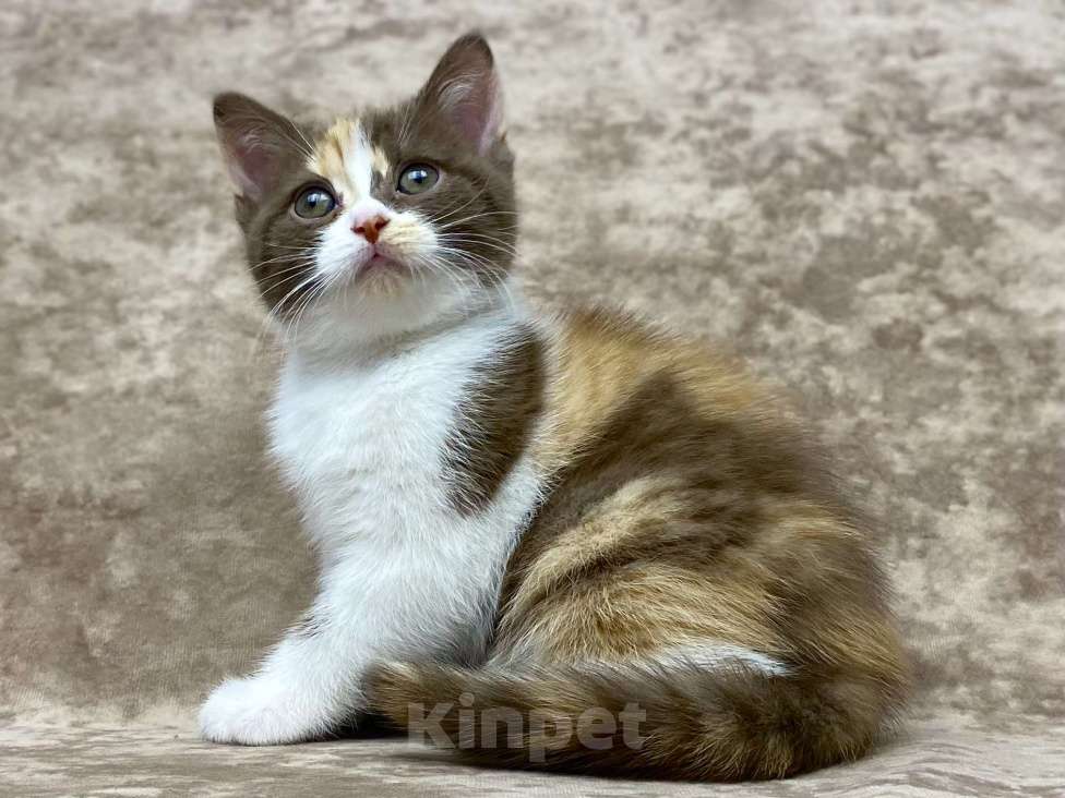 Кошки в Люберцах: Британский котенок Девочка, 50 000 руб. - фото 4