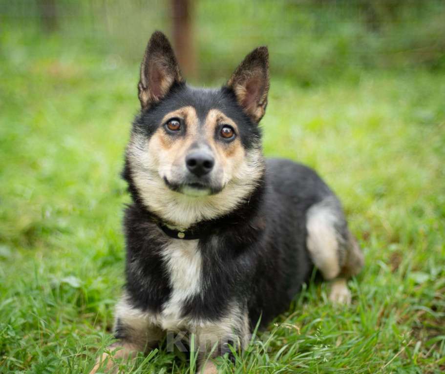 Собаки в Москве: За таких переживаешь больше всего Девочка, Бесплатно - фото 4
