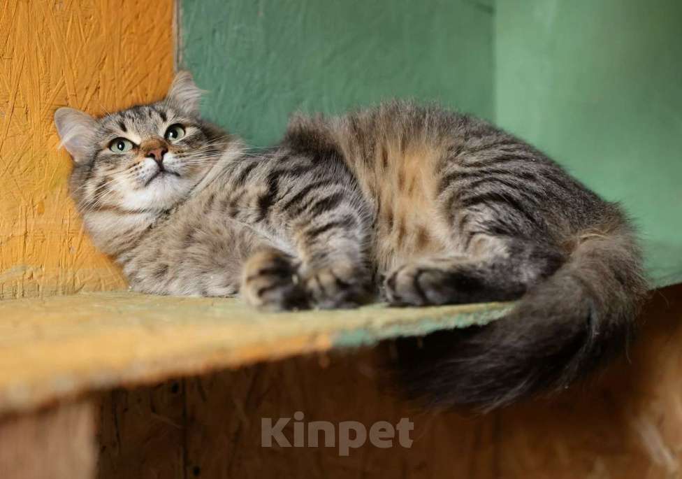 Кошки в других городах Московской области: Степашка ищет дом Мальчик, Бесплатно - фото 5