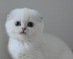 Кошки в Бахчисарае: Шотландский вислоухий котенок Девочка, 55 000 руб. - фото 4