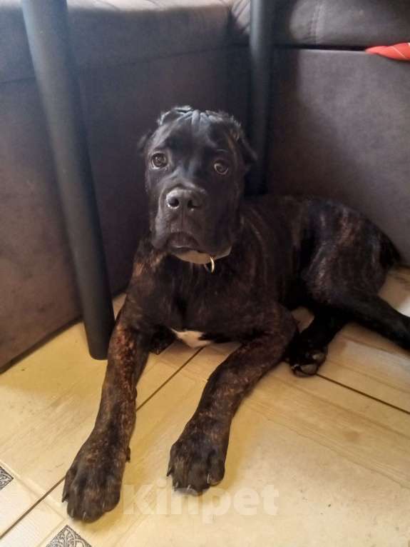 Собаки в Приозерске: Подросший щенок. Мальчик, 18 000 руб. - фото 2