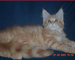 Кошки в Волгограде: Котята мейн-кун - для души и разведения Мальчик, 15 000 руб. - фото 6