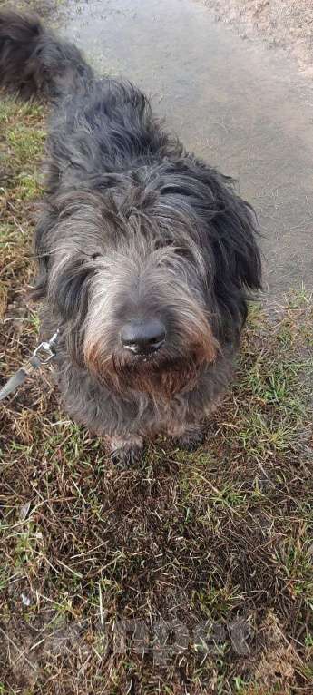 Собаки в Москве: Метис пуделя в добрые руки Девочка, Бесплатно - фото 2