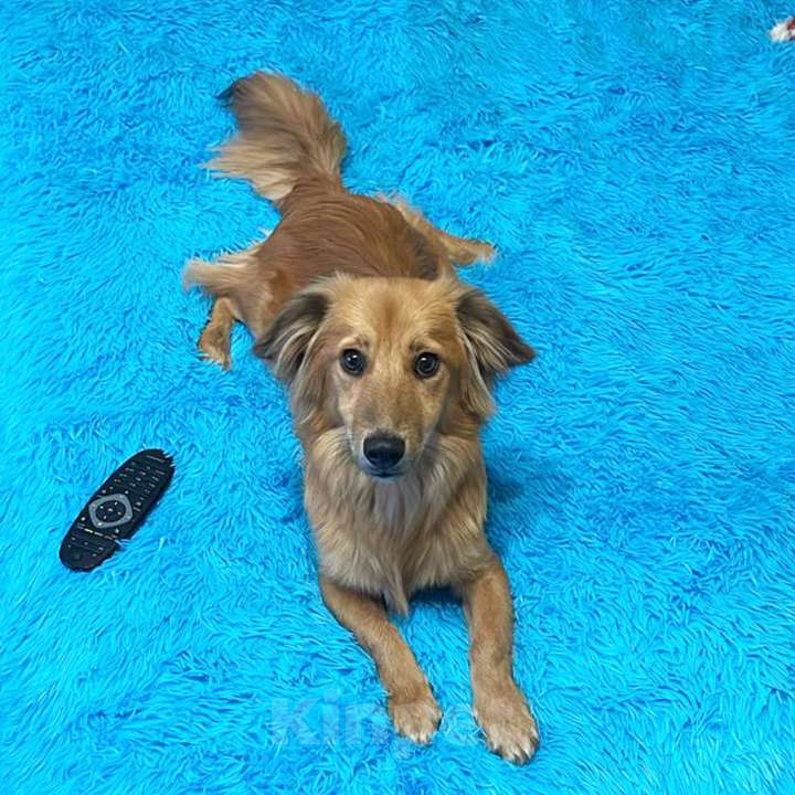 Собаки в Москве: Нежный пёс Рыжик ищет семью Мальчик, 12 руб. - фото 8